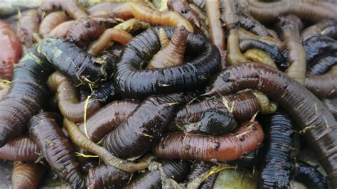 Worms in Fish Sea Stat.